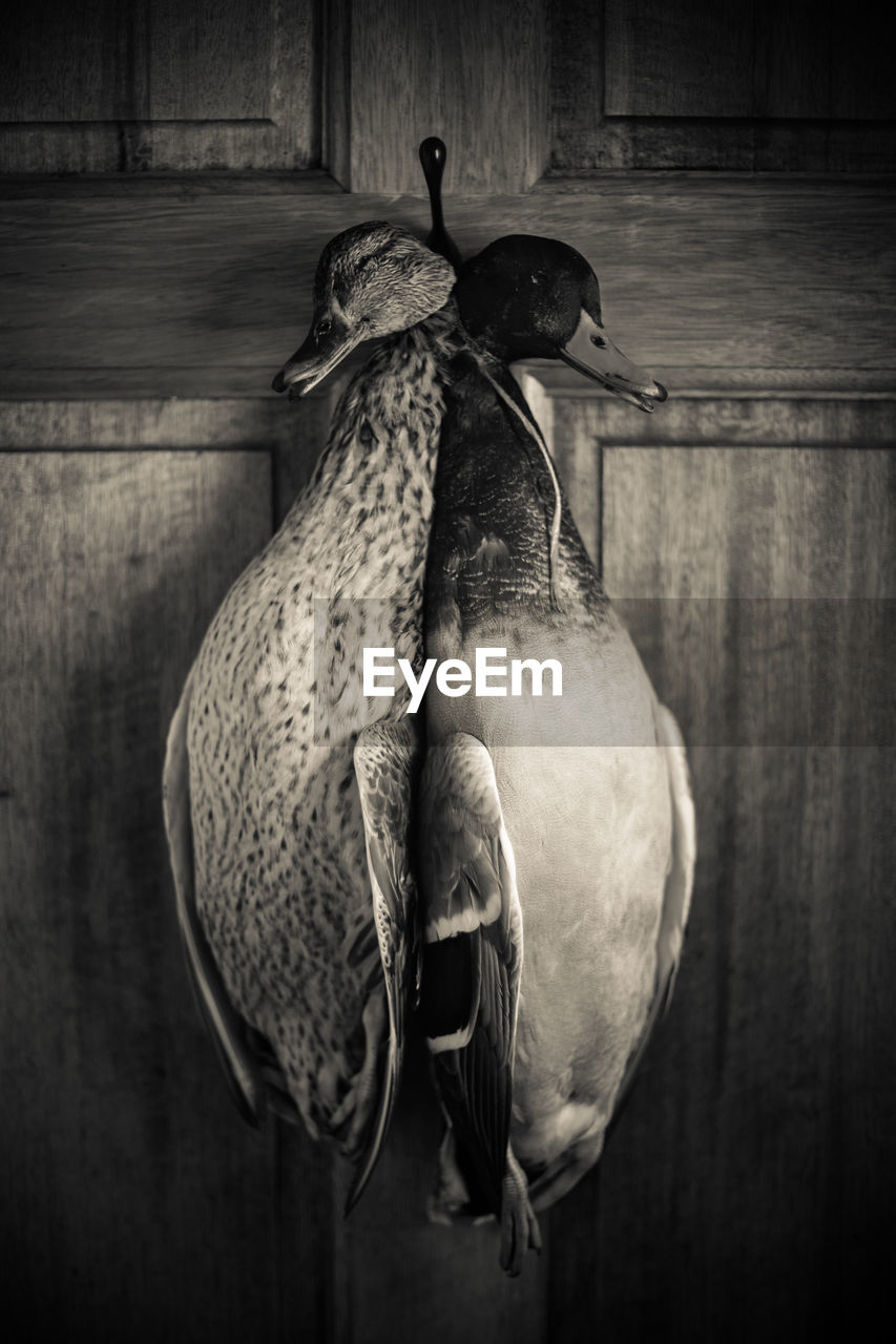 Close-up of dead mallard ducks hanging on wooden wall