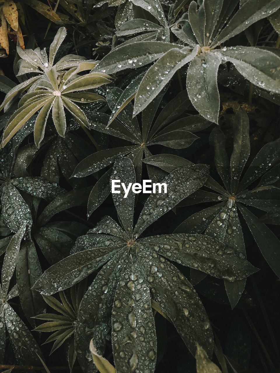 Full frame shot of raindrops on leaves