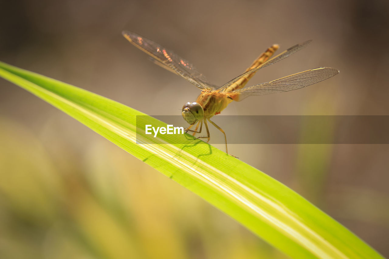 Close up of red dragonfly on green leaf, blurred background.