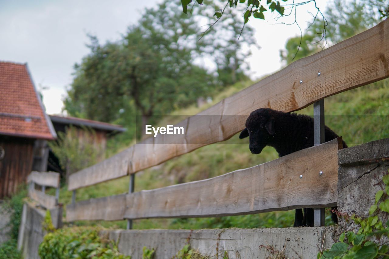 LOW ANGLE VIEW OF HORSE ON ROOF AGAINST TREE