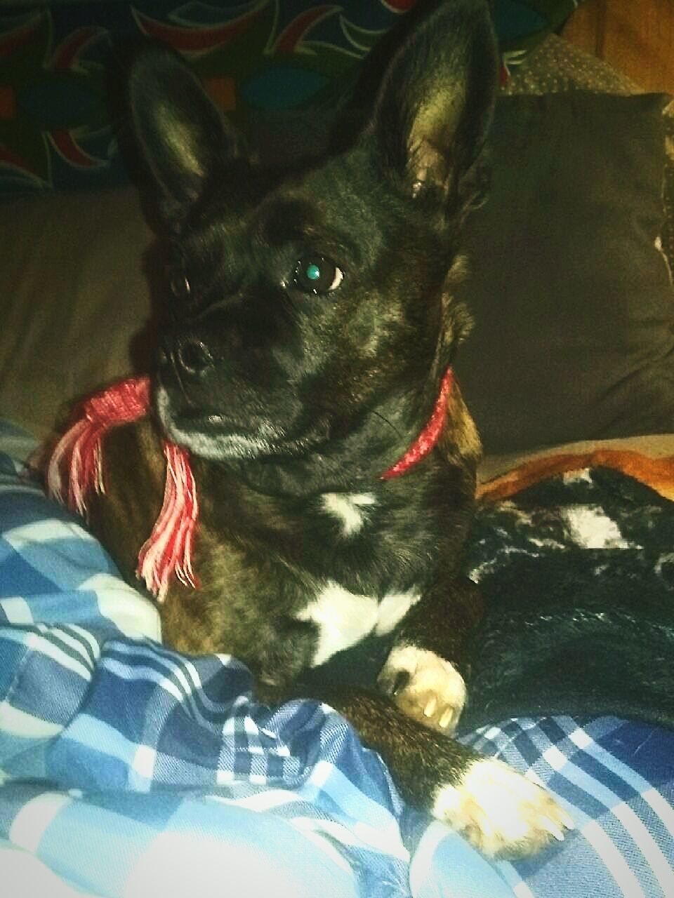 PORTRAIT OF A DOG RESTING ON SOFA