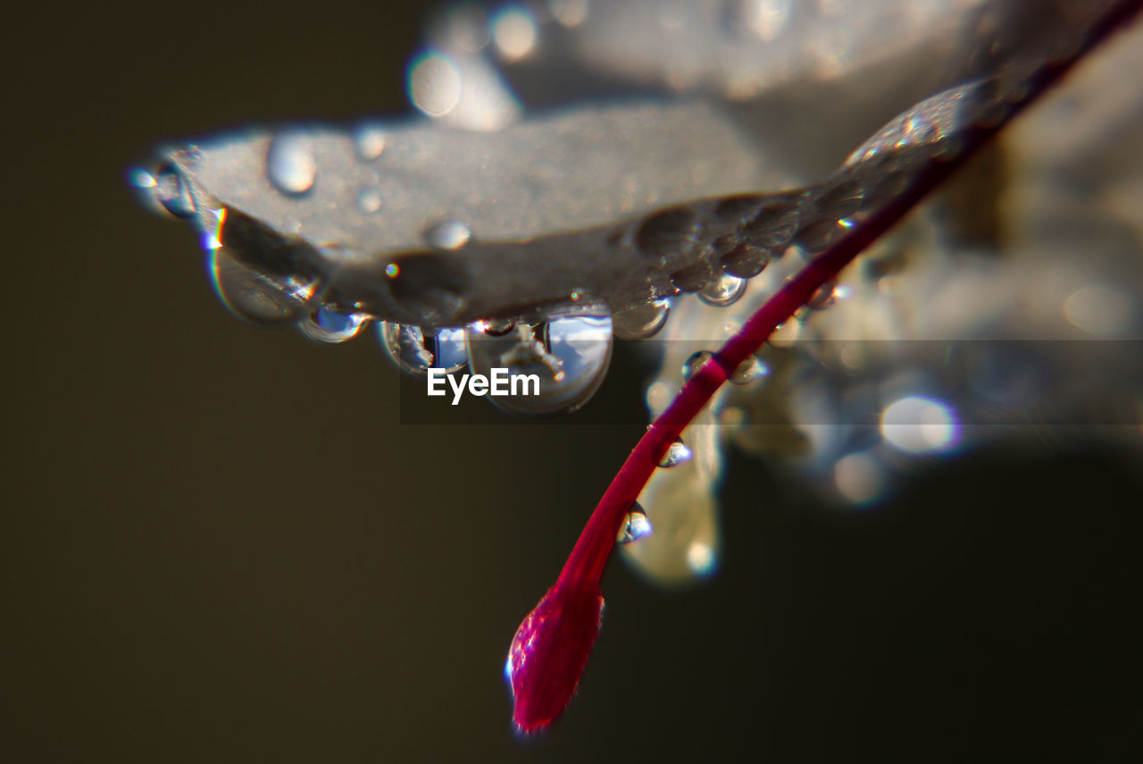 CLOSE-UP OF WATER DROP OF LEAF