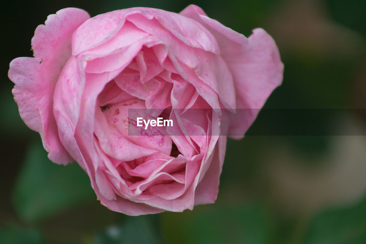 CLOSE-UP OF PINK ROSE FLOWER BLOOMING OUTDOORS