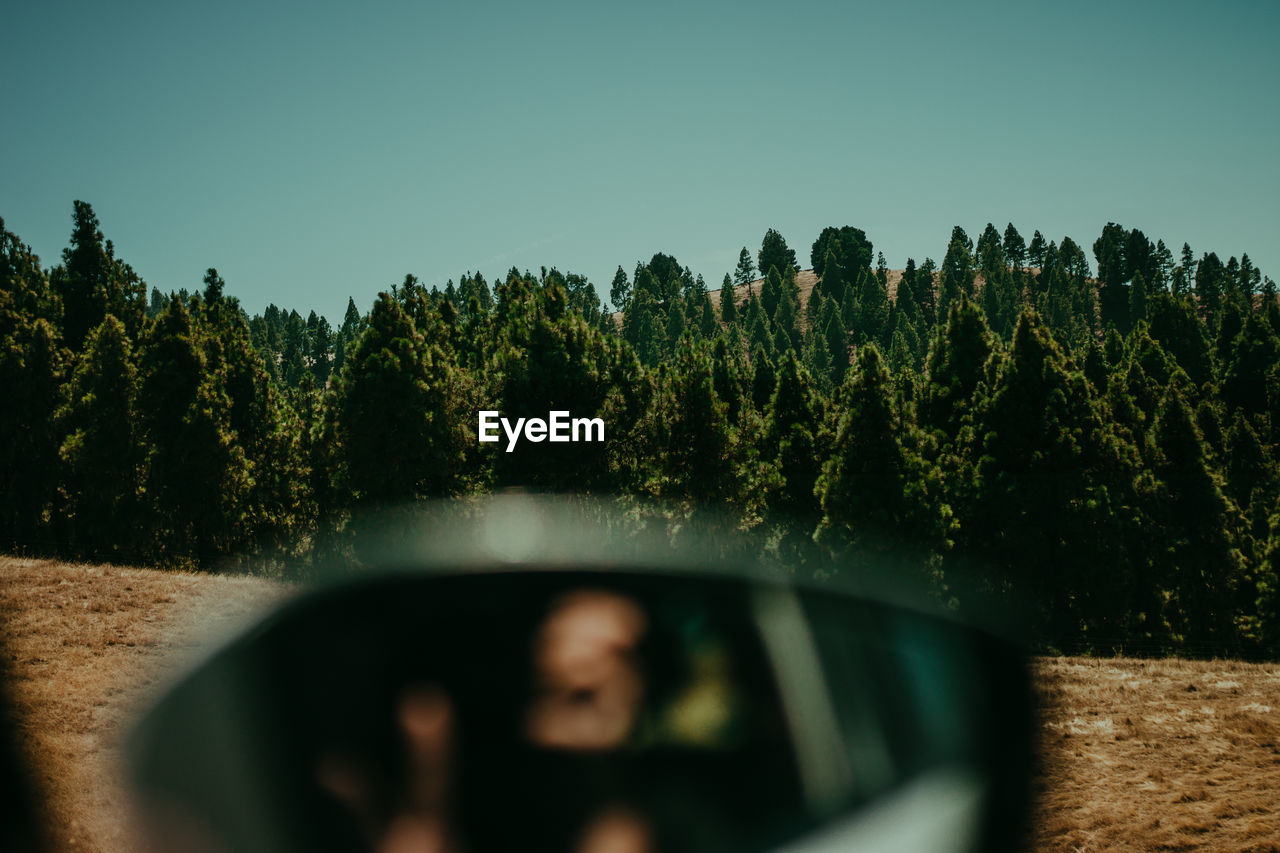 Close-up of car side-view mirror against trees