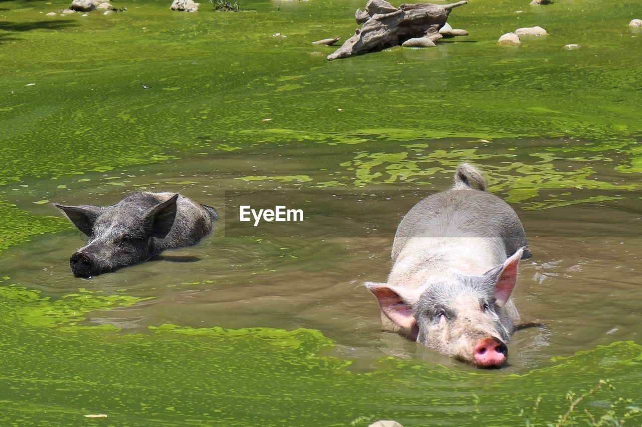 HIGH ANGLE VIEW OF SHEEP ON LAKE