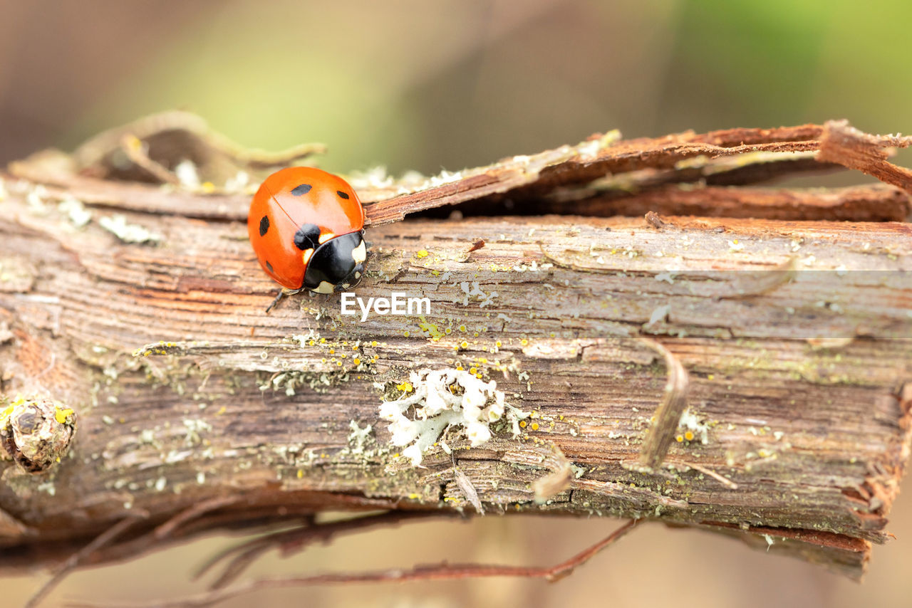 animal themes, animal, animal wildlife, tree, insect, branch, wildlife, nature, one animal, close-up, wood, macro photography, plant, focus on foreground, tree trunk, beetle, leaf, no people, trunk, ladybug, outdoors, forest, environment, beauty in nature, day, macro, sunlight, selective focus