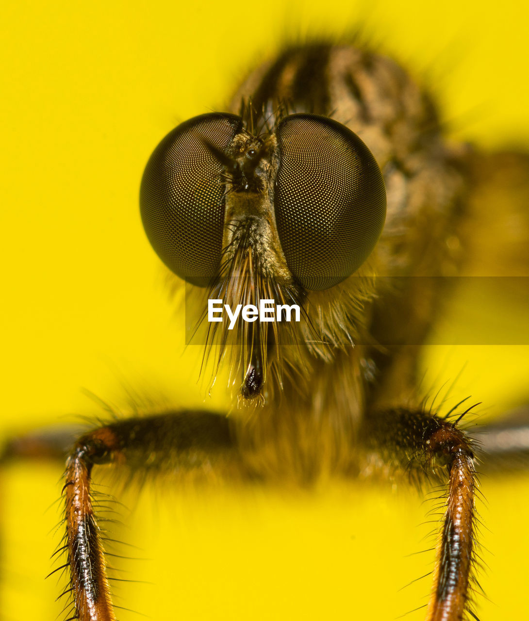 Close-up of insect against yellow background