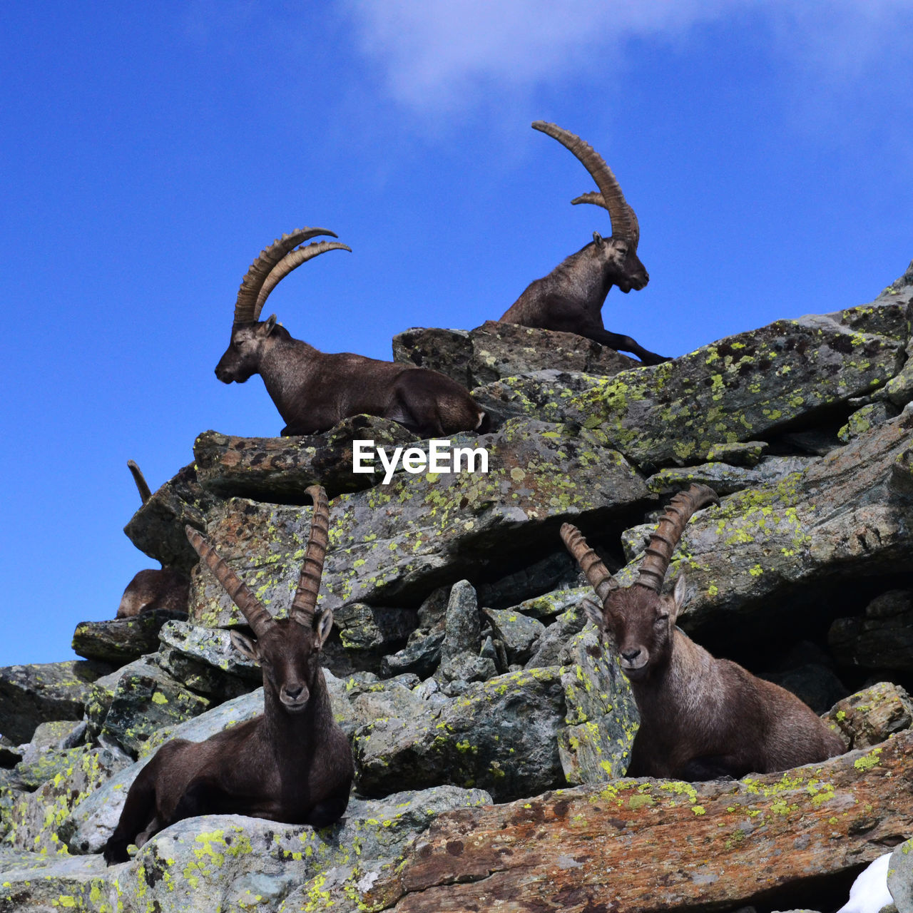 LOW ANGLE VIEW OF ANIMAL ON ROCK