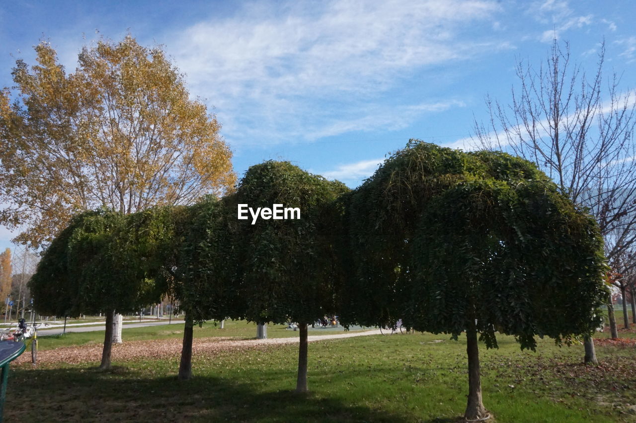 TREES IN FIELD AGAINST SKY