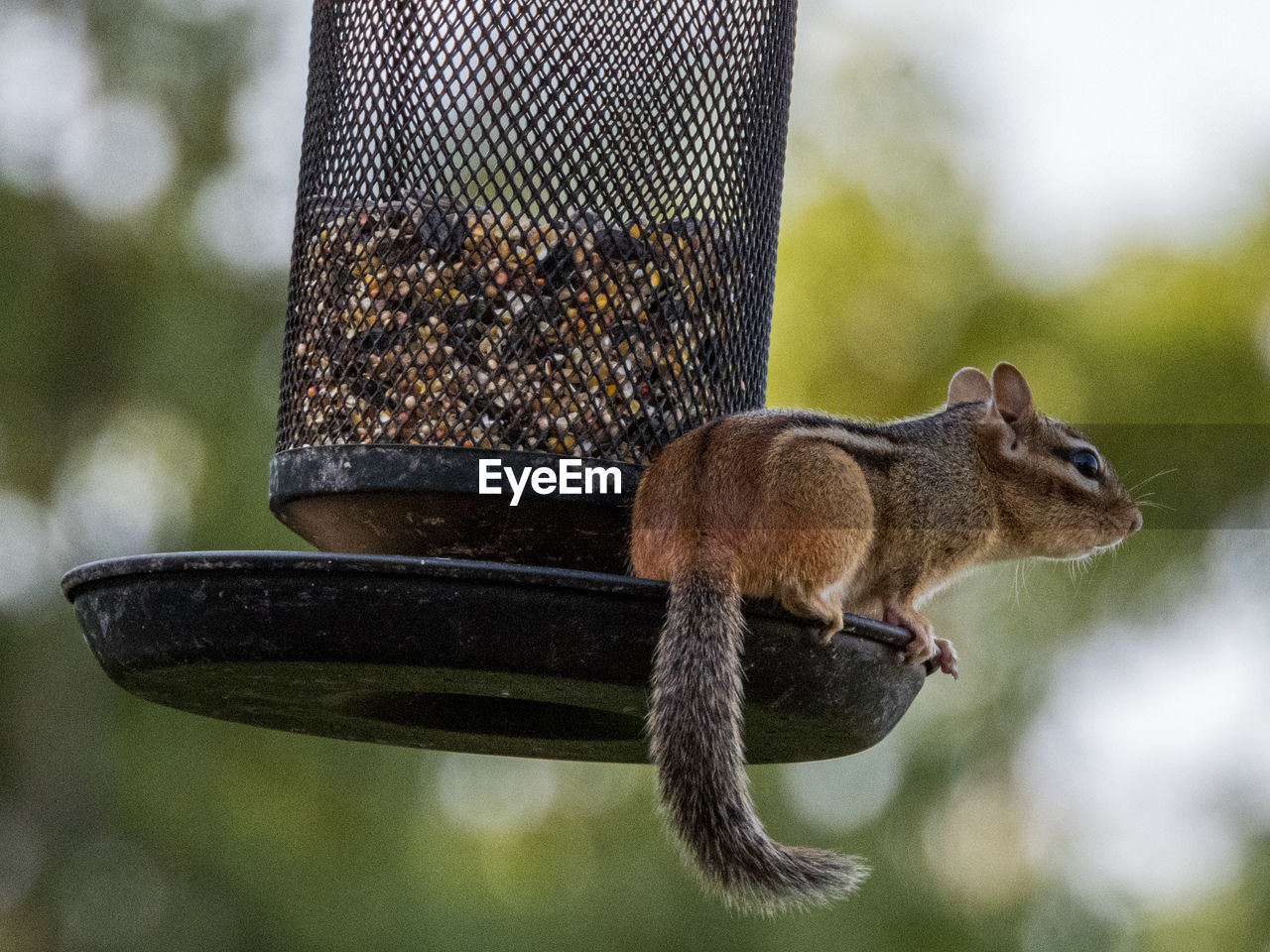 CLOSE-UP OF SQUIRREL ON A WOODEN FENCE