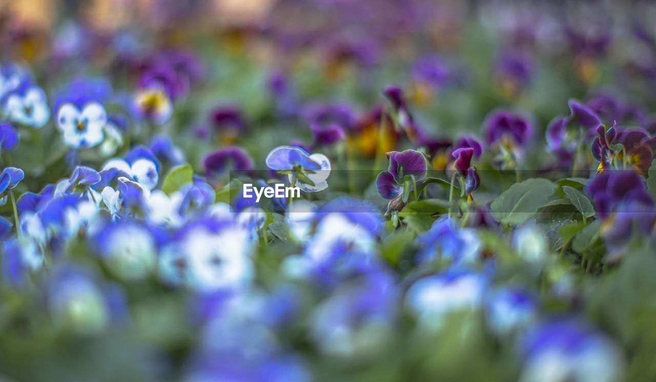 Close-up of purple flowering plants