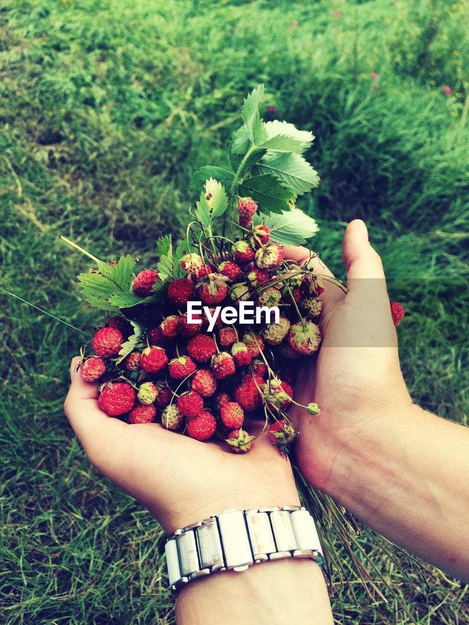 Midsection of woman holding red berries on field