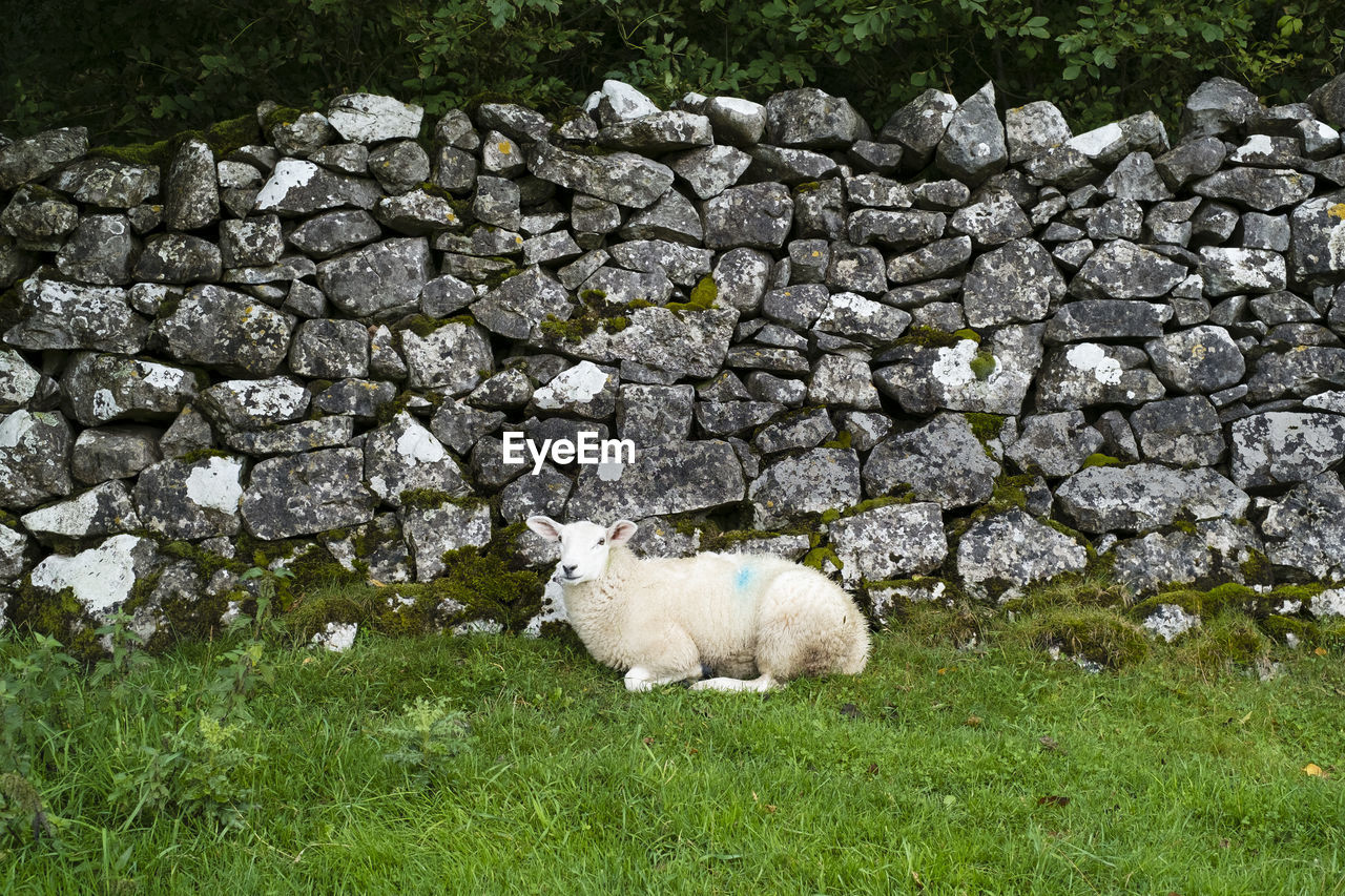 Sheep sitting on grassy field against stone wall