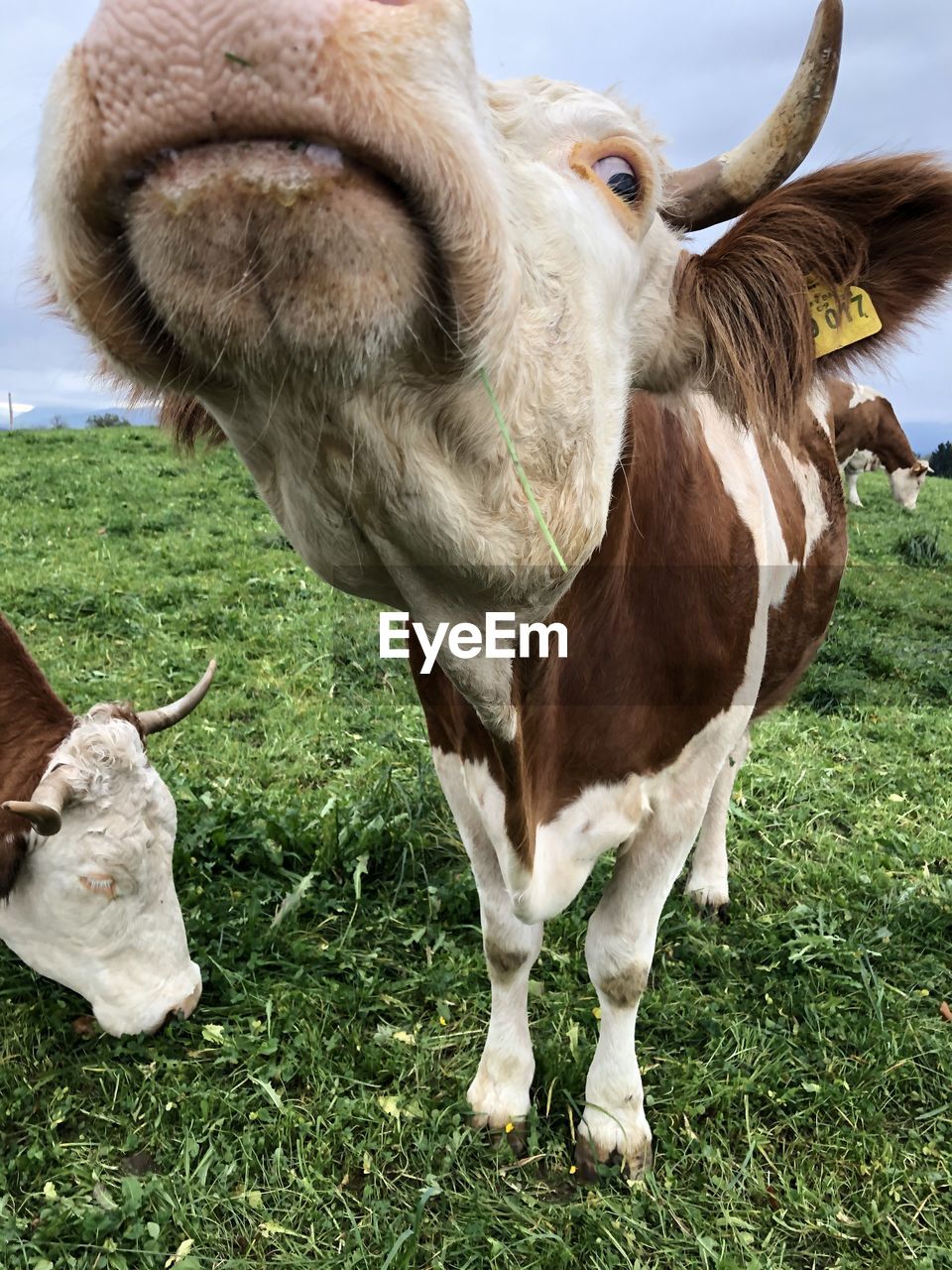 COW STANDING IN A FIELD