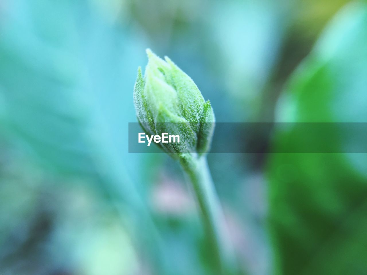 CLOSE-UP OF FRESH GREEN LEAF