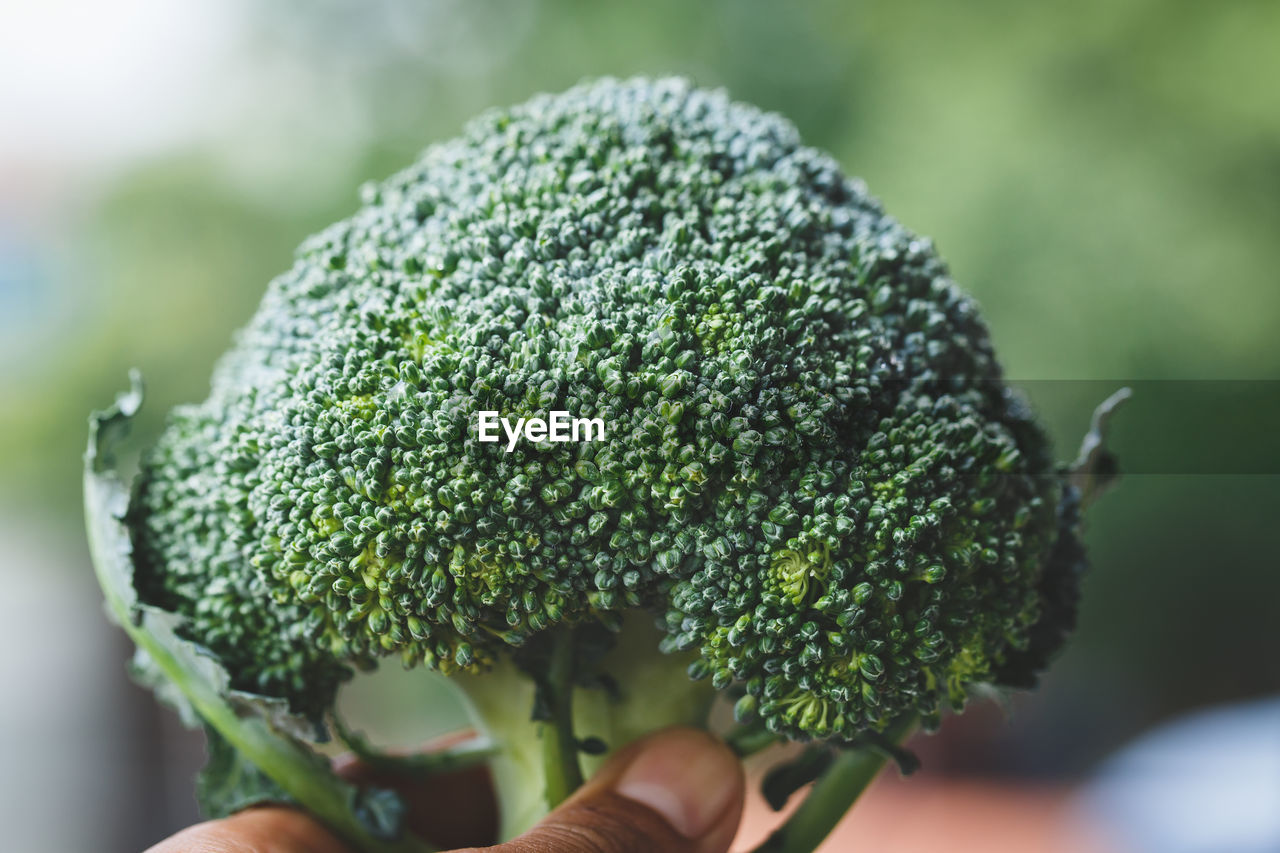 Cropped hand holding broccoli