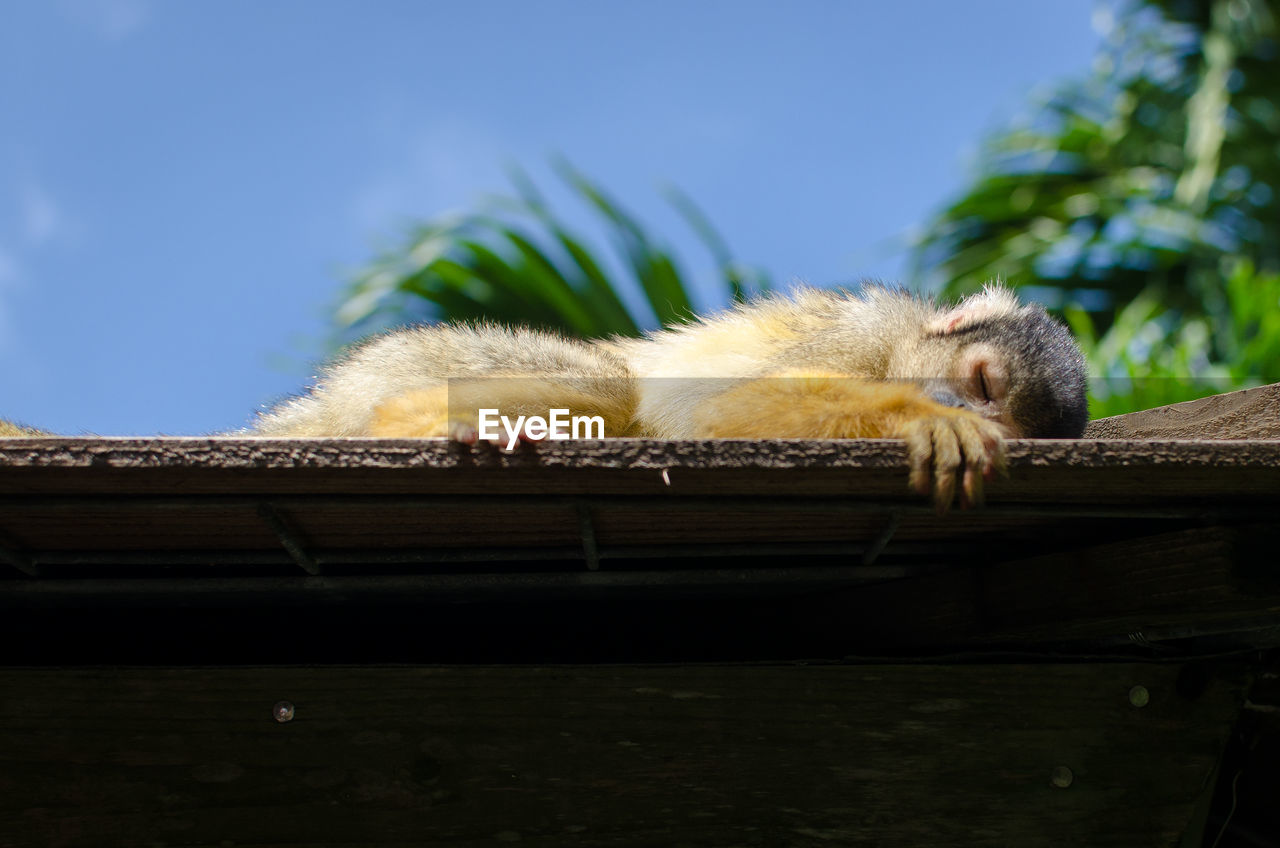 Low angle view of monkey sleeping on roof