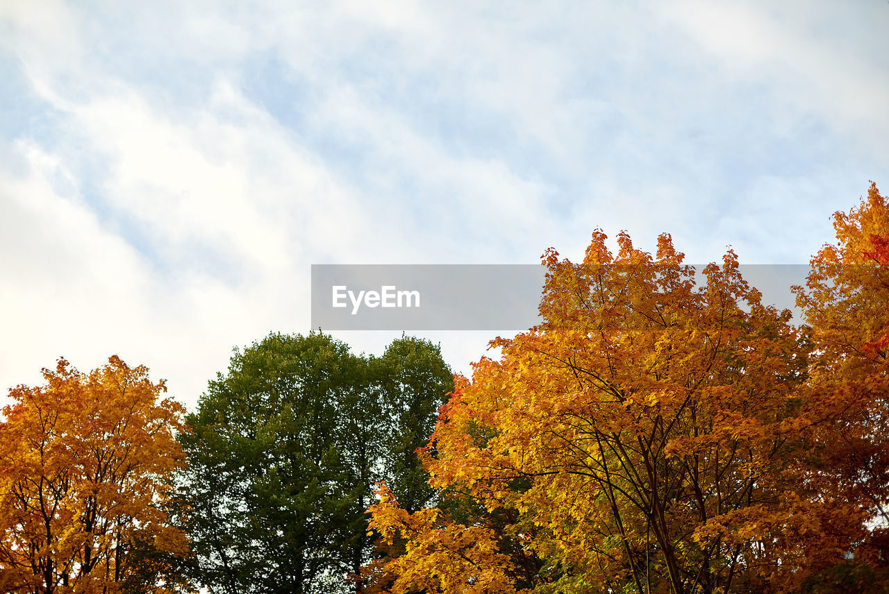 Low angle view of trees against sky during autumn