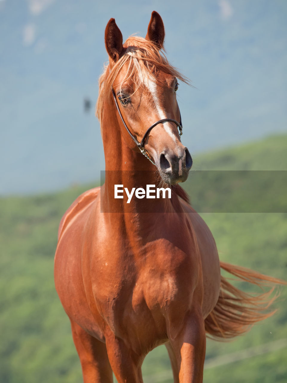 Close-up of horse on field against sky