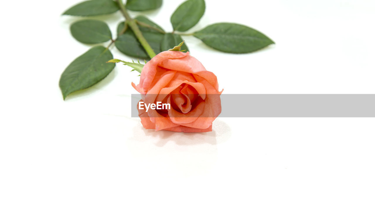 CLOSE-UP OF ROSE BOUQUET OVER WHITE BACKGROUND