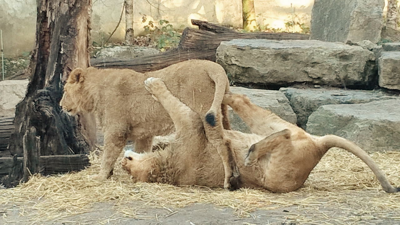 VIEW OF TWO HORSES