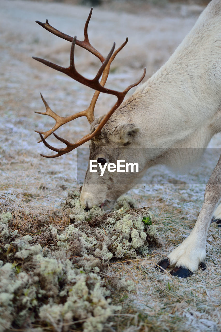 Close-up of reindeer