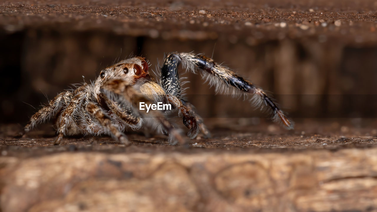 CLOSE-UP OF SPIDER WEB