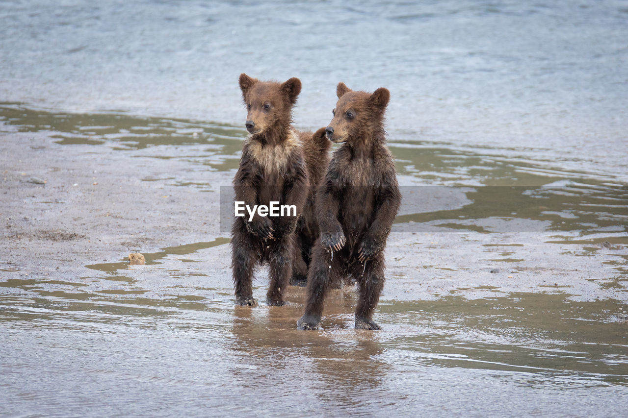 animal, animal themes, mammal, water, group of animals, dog, pet, wildlife, animal wildlife, wet, two animals, nature, carnivore, no people, day, outdoors, beach, canine, portrait, sea, young animal, brown bear, domestic animals, motion