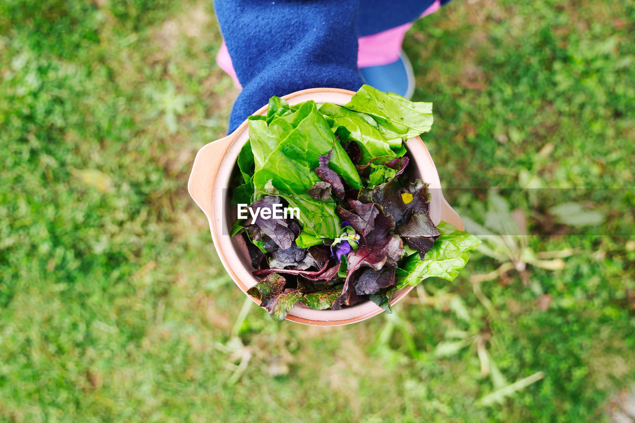 HIGH ANGLE VIEW OF PERSON HOLDING PLANT