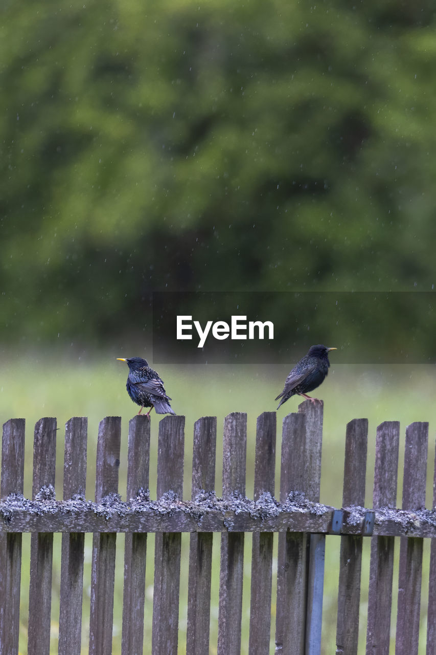 BIRDS PERCHING ON WOODEN FENCE