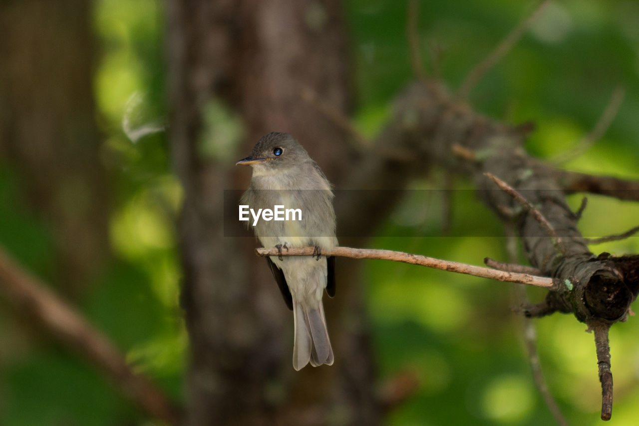 CLOSE-UP OF A BIRD PERCHING ON A BRANCH