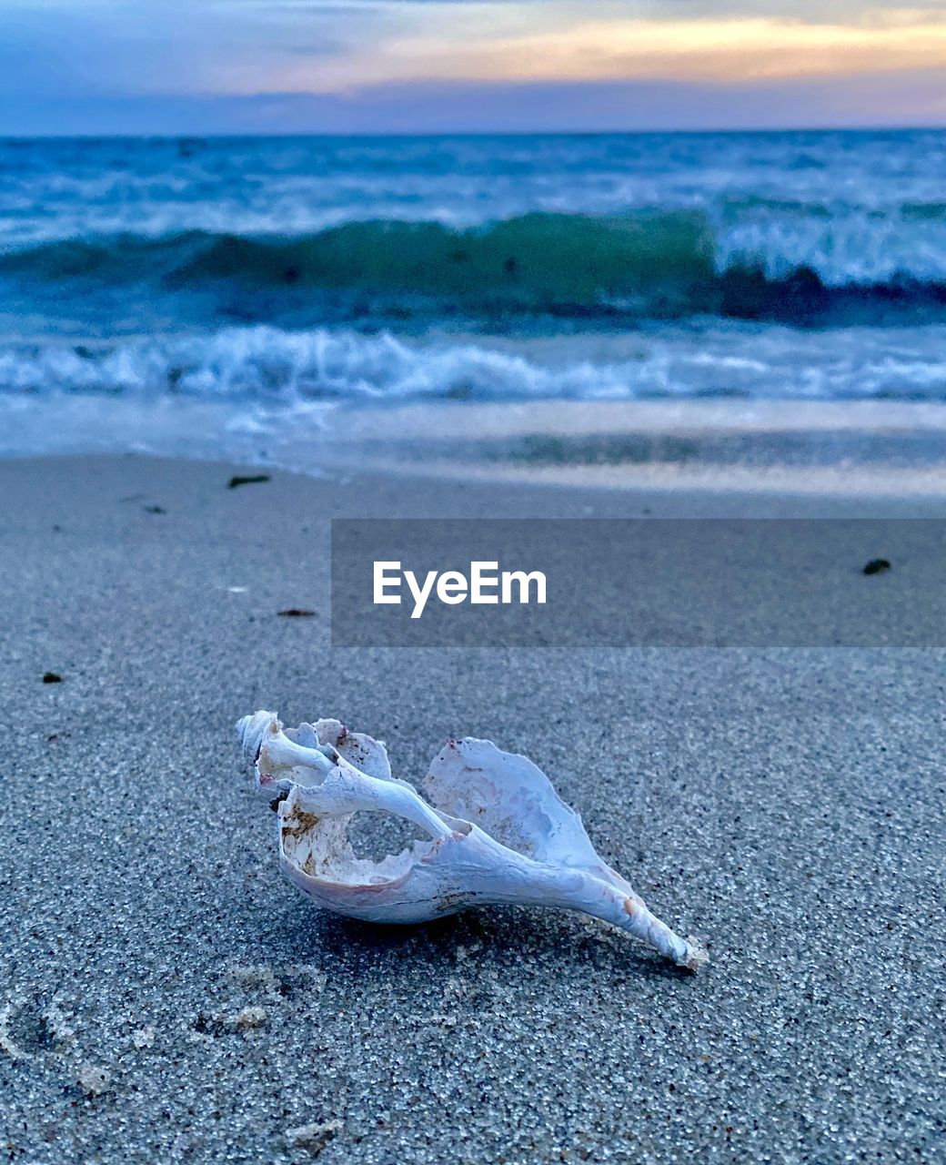 Whelk shell on beach at chatham, cape cod 