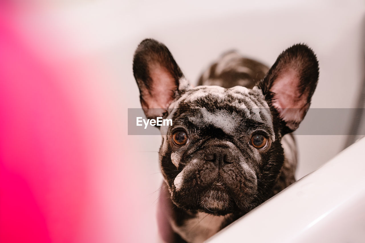 Portrait of french bulldog dog taking a bath at home