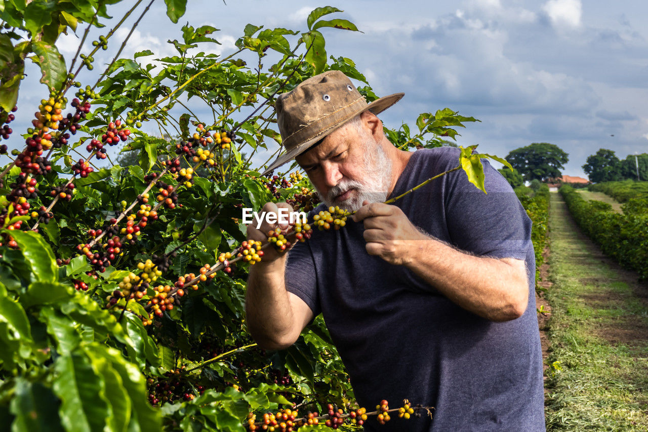 Farmer analyzes the fruits that sprout from coffee trees on a farm in brazil