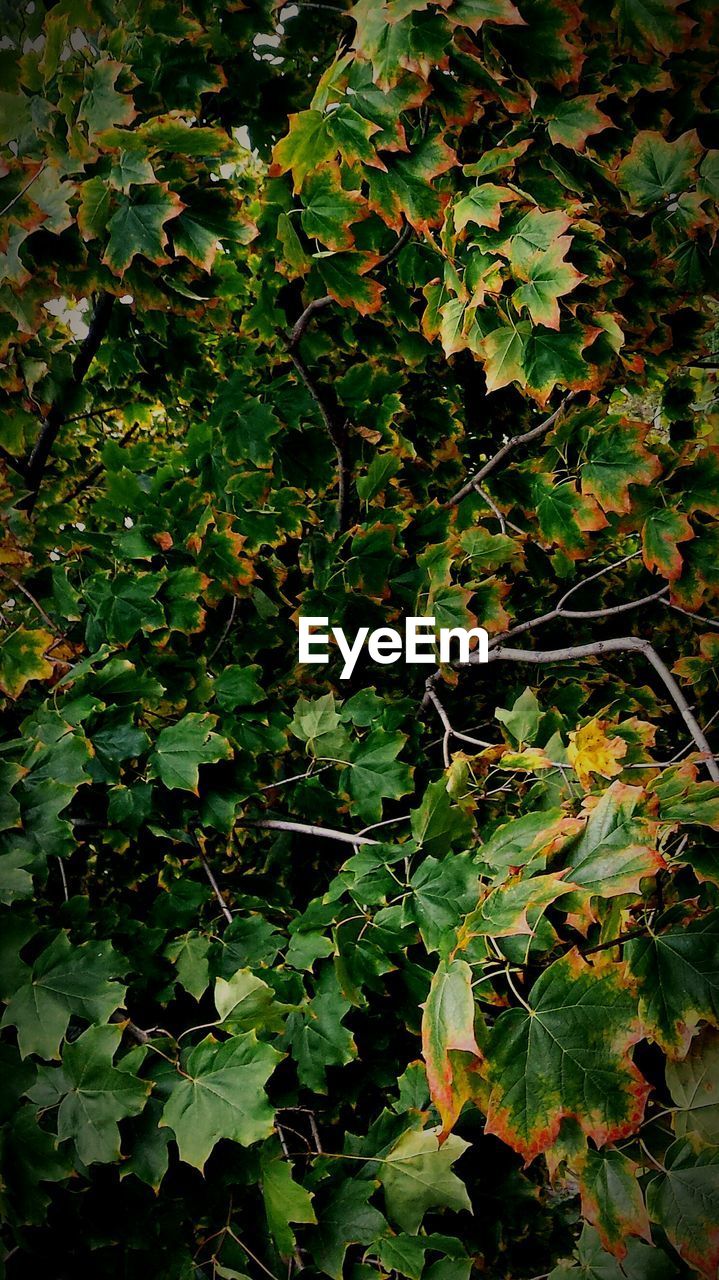 PLANTS GROWING ON A TREE