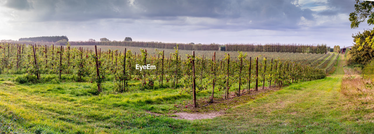 PANORAMIC VIEW OF VINEYARD