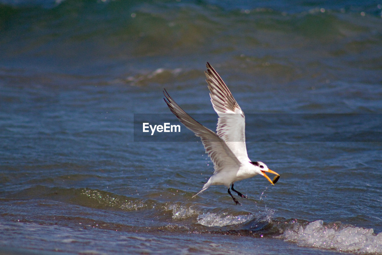 Elegant tern skimming wave with pebble in beak