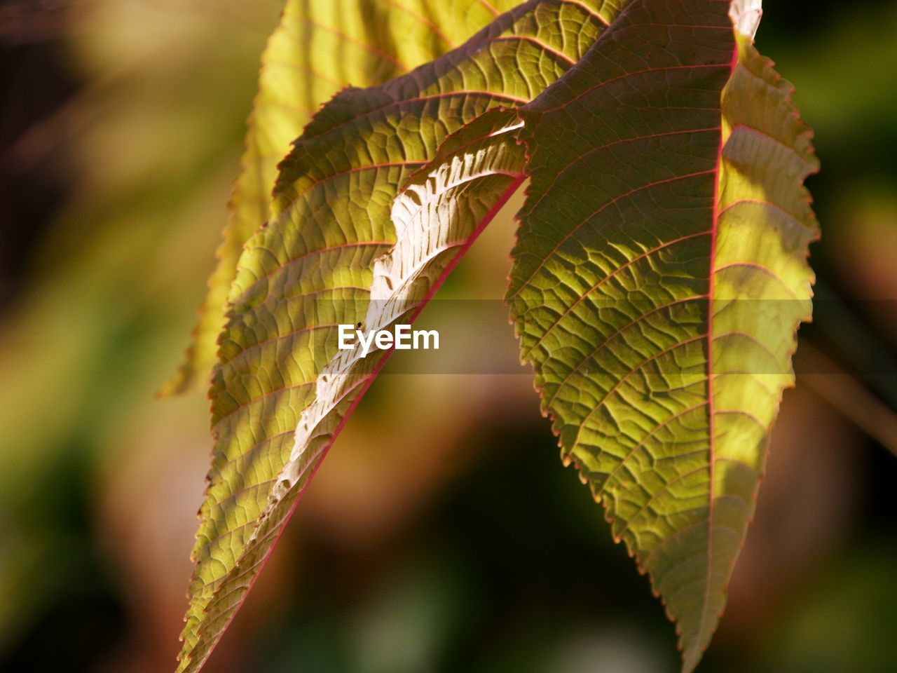 CLOSE-UP OF LEAVES