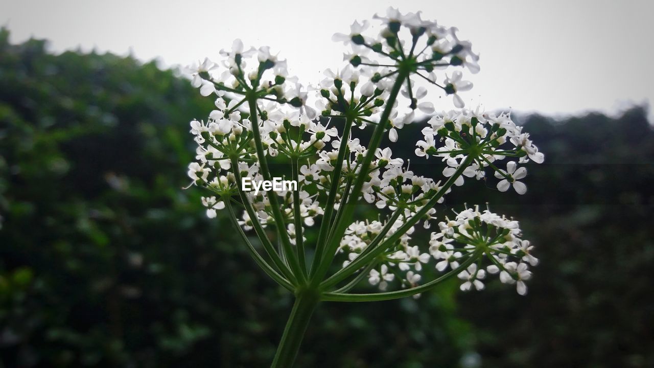 Close-up of queen annes lace blooming outdoors