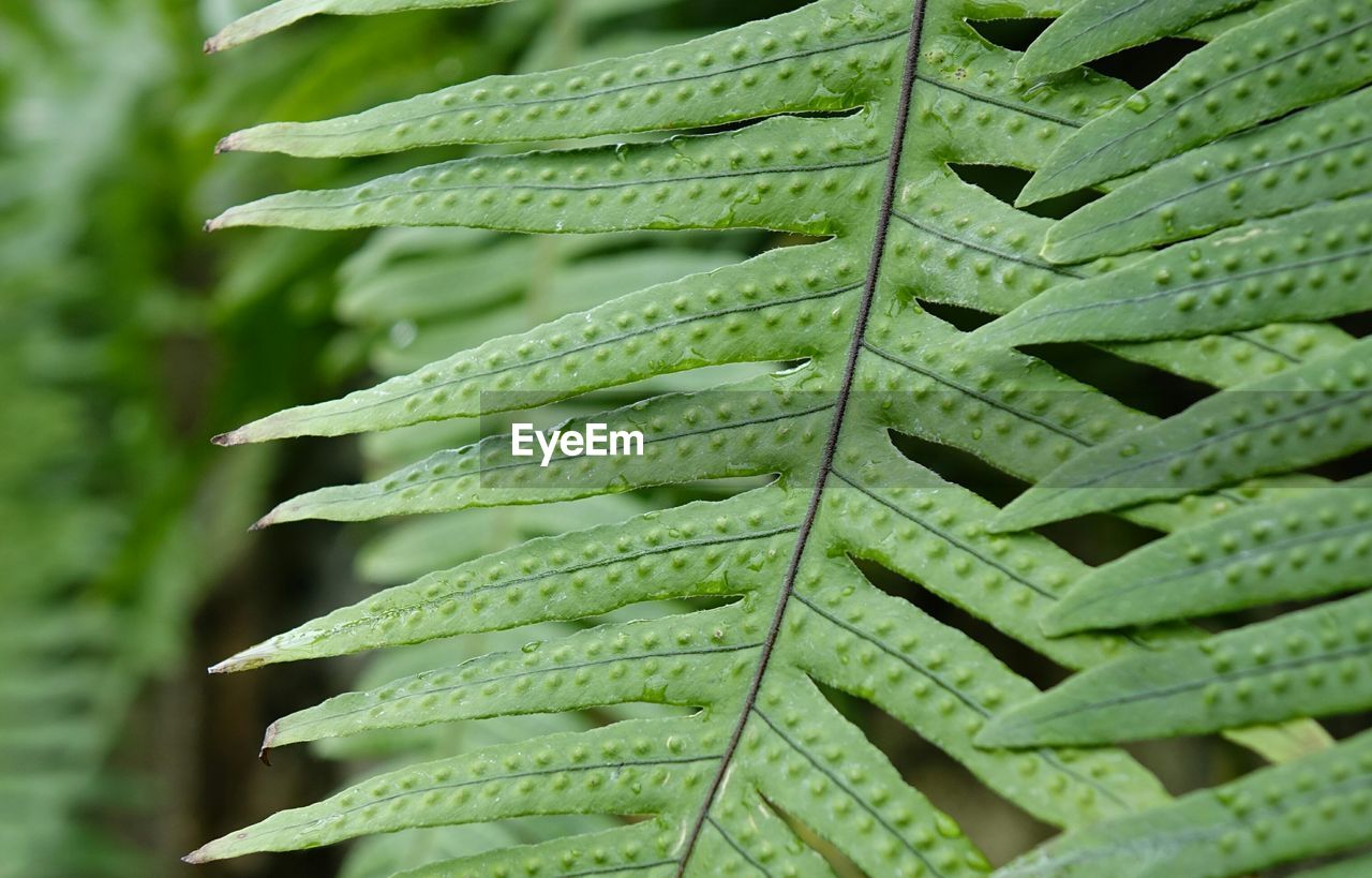 Close-up of ferns growing outdoors