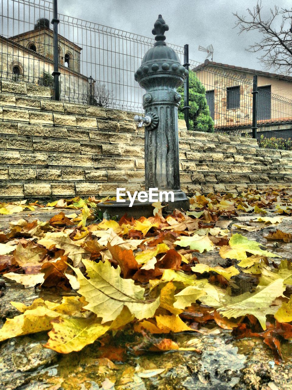 LEAVES ON TREE IN AUTUMN