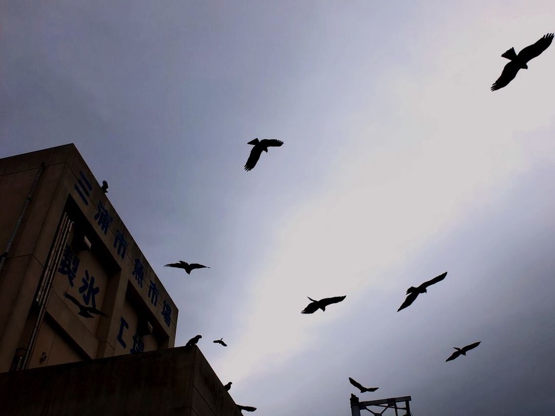 LOW ANGLE VIEW OF BIRDS FLYING OVER THE SKY