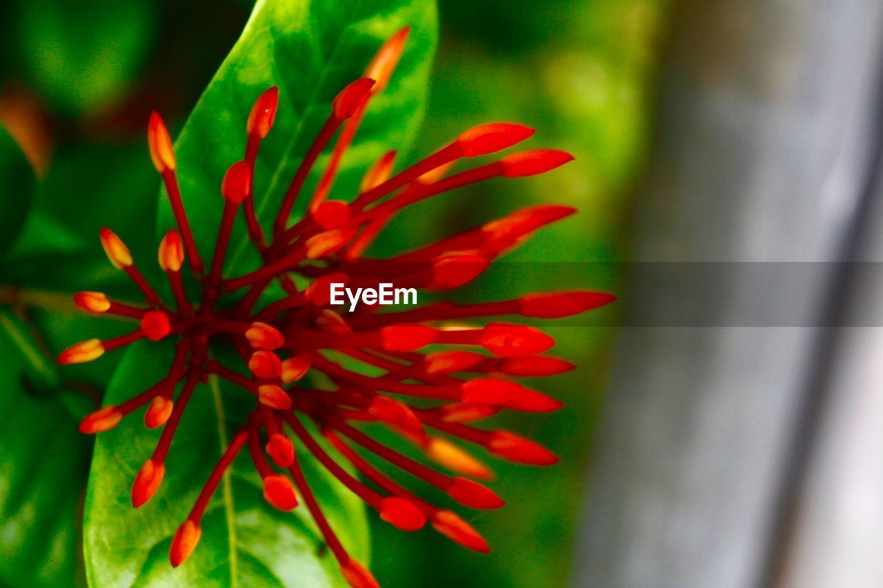 CLOSE-UP OF RED FLOWERS