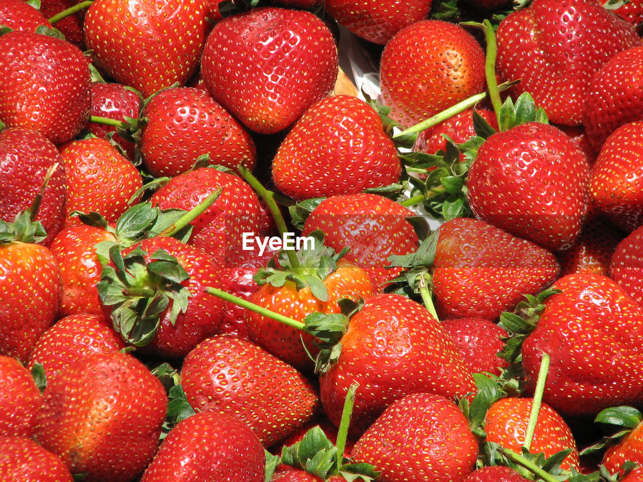 Brilliant farm fresh ripened strawberries at a farm stand.