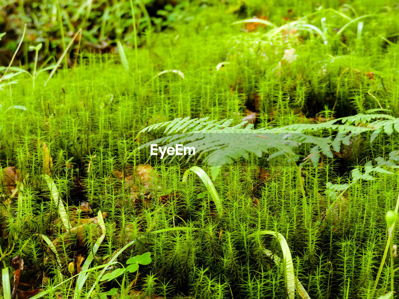 Close-up of fresh green grass in field