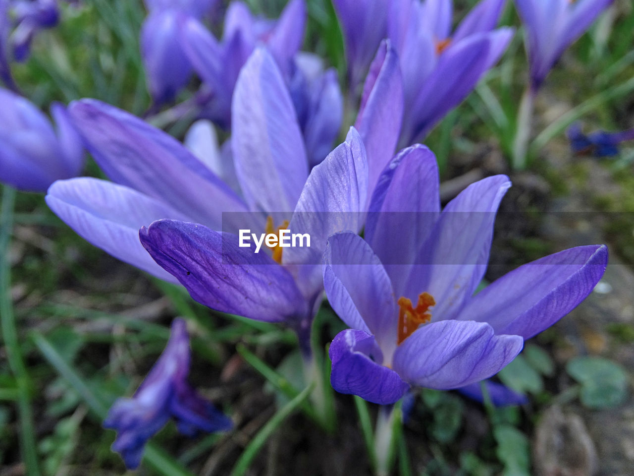 Close-up of purple crocus flower on field