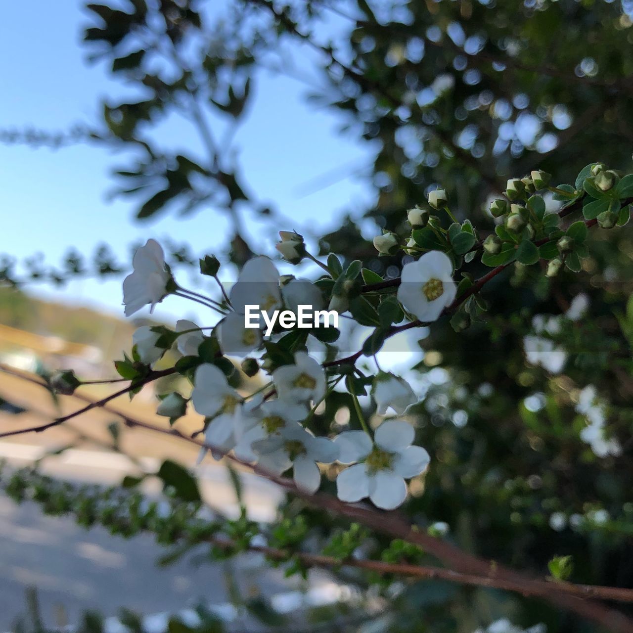 CLOSE-UP OF WHITE FLOWER TREE