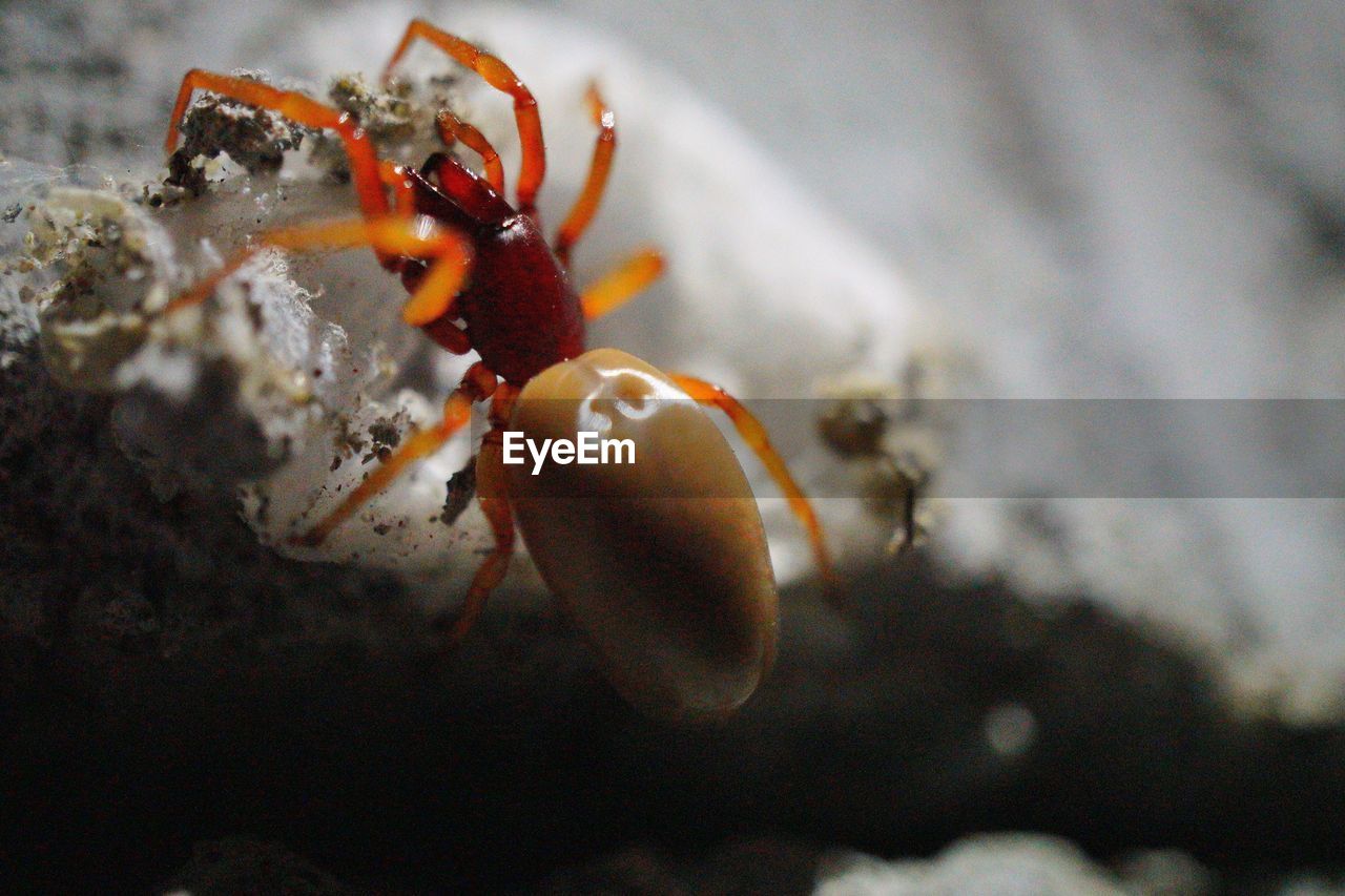 CLOSE-UP OF CRAB ON UNDERWATER