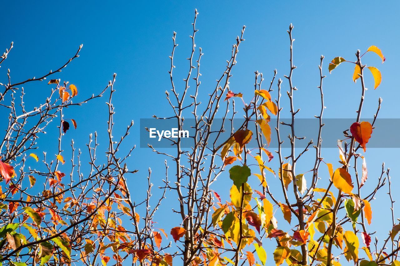 LOW ANGLE VIEW OF FLOWERING PLANT AGAINST CLEAR BLUE SKY