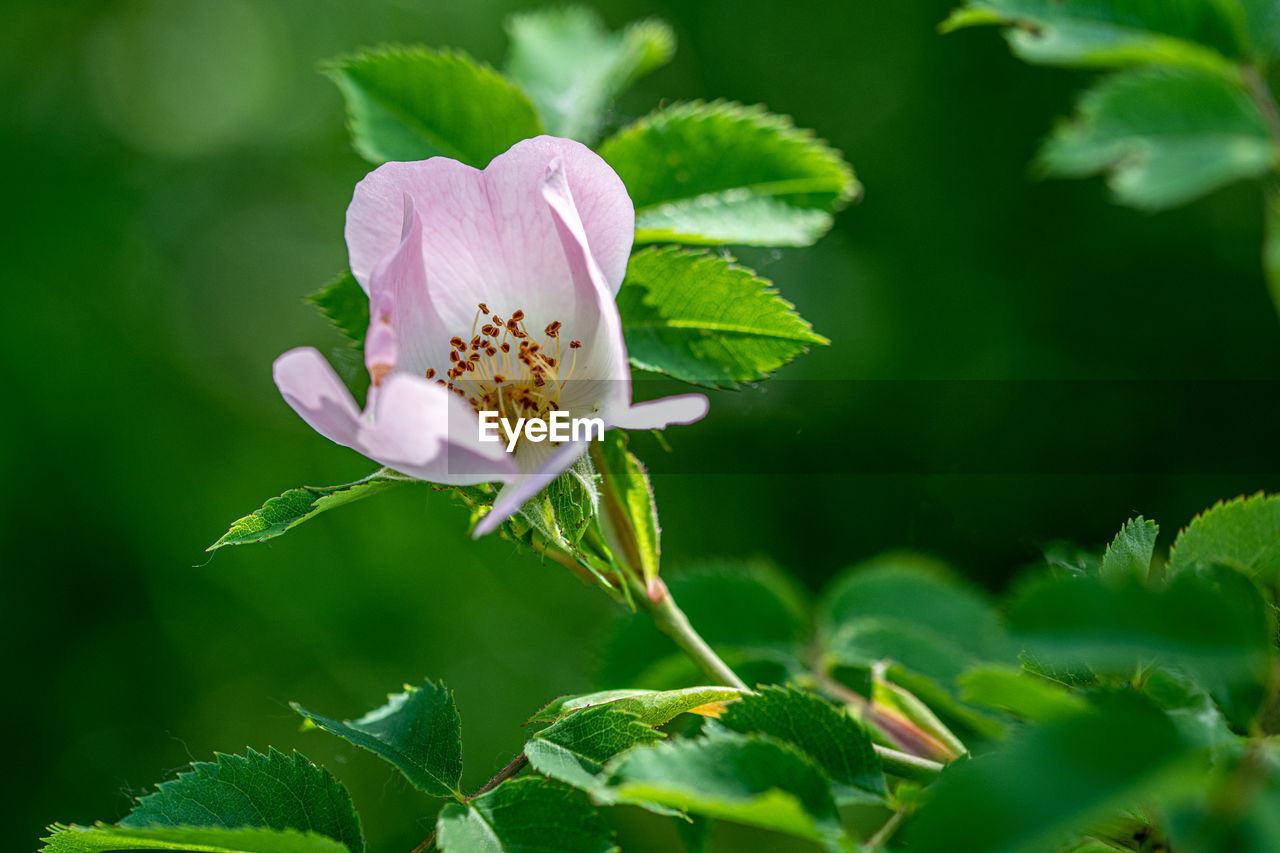 CLOSE-UP OF PINK FLOWER